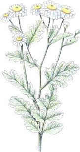 Image result for feverfew
