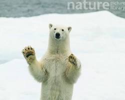 صورة Polar bear standing on hind legs