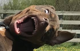 La Grande-Motte: Chiens Attaquent! Enfants Blessés! Ce qu'il s'est passé... - Imagen principal del artículo