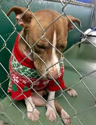 dog waiting for adoption at christmas