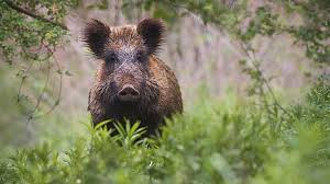 Starker Verwesungsgeruch: Wildschwein-Kadaver auf Anhänger entdeckt