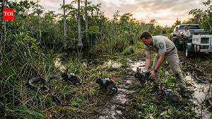 When a district in Florida used robot rabbits to eliminate growing population of Burmese pythons and prot