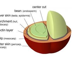 รูปภาพCoffee bean structure