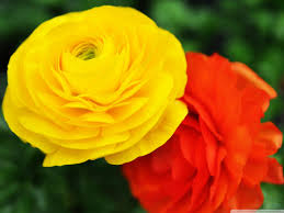 Image result for images of flowers hd