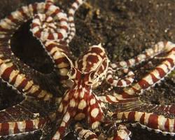Image of Mimic Octopus