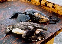 Image result for "Exxon Valdez"