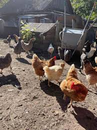 H5N5 Avian Flu in US, Botulism Outbreak, COVID Vaccine Uptake, and Fungal Diagnostics