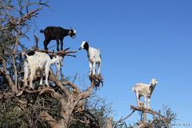 Image result for goat tree