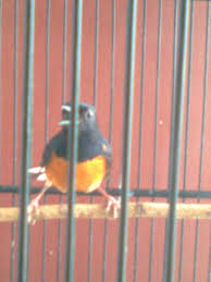 Hasil gambar untuk murai batu