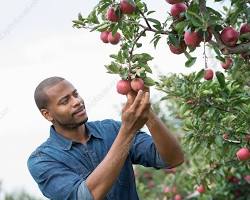 Image of person picking an apple