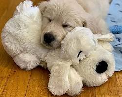 puppy sleeping with a stuffed animalの画像