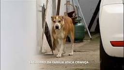 Resultado de imagem para cao ataca crianca
