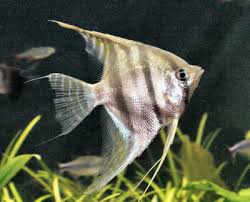 Image result for angelfish