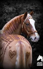Image result for HORSE