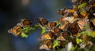 Image result for animated butterflies wallpaper
