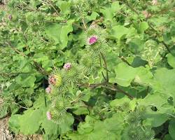 Image de Bardane plant
