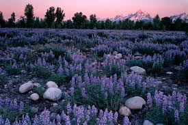 Image result for lupine