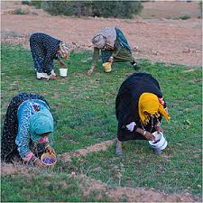 نتيجة بحث الصور عن ‪safran maroc‬‏
