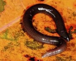 Brookesia-das-montanhas