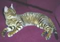 Toyger Breeders: Toyger Cat Breeders