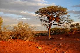 Image result for Kalahari Desert