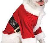 dog wearing a Santa costumeの画像