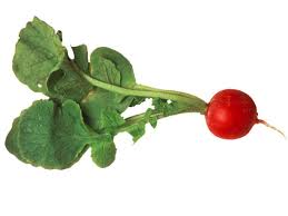 Image result for radish