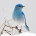 Mountain bluebird
