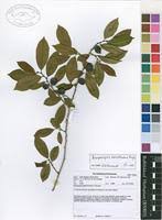 Image result for Bosqueiopsis carvalhoana