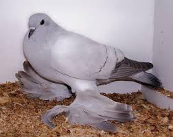 Image result for pigeons