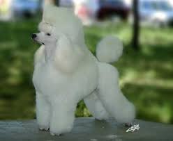 BUENOS PEINADOS PARA PERROS 