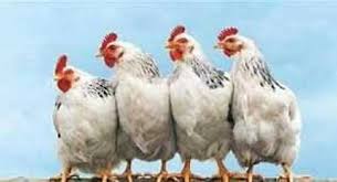سعر كيلو الدجاج في الأسواق.. أسعار الفراخ اليوم الثلاثاء 9-12-2025 في بورصة الدواجن