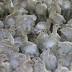 Indiana officials: No new bird flu infections reported