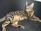 Bengal chat, chaton : annonces chats et chatons donner ou adopter