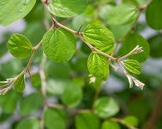 Gambar Daun bidara