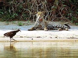 Resultado de imagem para onça do pantanal matogrossense