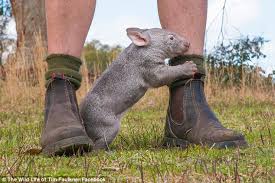 Image result for wombat
