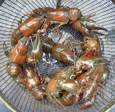 Image result for loch ken crayfish