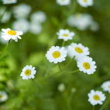 Image result for feverfew