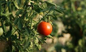 En la Universidad de Chapingo sientan las bases para el desarrollo de genotipos de jitomate con mayor resistencia a la sequía y la salinidad