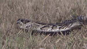 Woman wakes up with 8-foot python coiled on her chest while sleeping: 'Don't move'