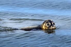 Afbeeldingsresultaat voor Waddenzee