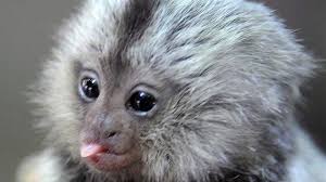 Image result for MONKEYS