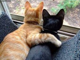 images?q=tbn:ANd9GcQTjyX10qrpjxEaUwExeP--7eLmulzirbNFVZJAdFP6P6Bf7RGn2A