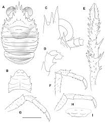 Image result for Galathea spinosorostris