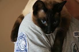 Résultat de recherche d'images pour "snowshoe cat"