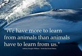 10 Inspiring Quotes about Animals | One Green Planet via Relatably.com