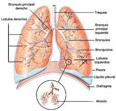 Pulmones