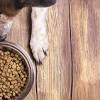 Story image for Best Pet Supplies Pet Collars Harnesses For Sale from Hardware Retailing