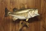 Taxidermy bass